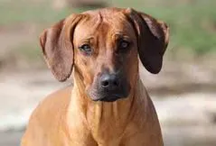 Rhodesian Ridgeback