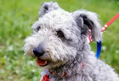 Pumi