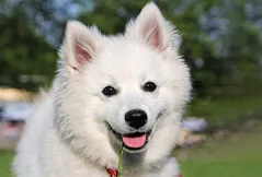 American Eskimo Dog