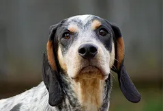 Bluetick Coonhound