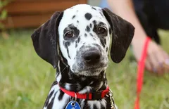 Dalmatian