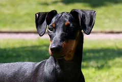 Manchester Terrier (Standard)