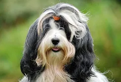 Tibetan Terrier