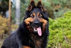 Bohemian Shepherd