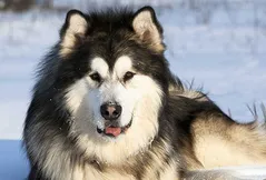 Alaskan Malamute