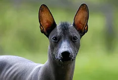 Xoloitzcuintli