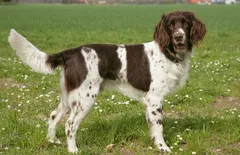 German Longhaired Pointer