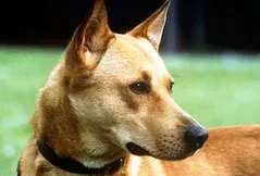 Canaan Dog