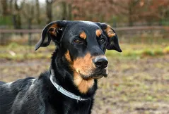 Beauceron