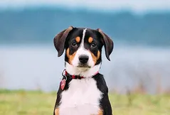 Entlebucher Mountain Dog