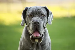 Neapolitan Mastiff