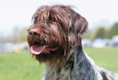 Wirehaired Pointing Griffon