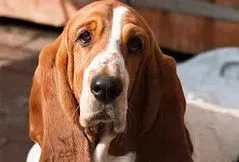 Basset Hound