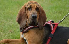 Bloodhound