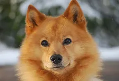 Finnish Spitz