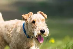 Lakeland Terrier