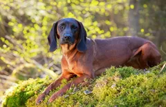 Bavarian Mountain Scent Hound