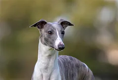 Whippet