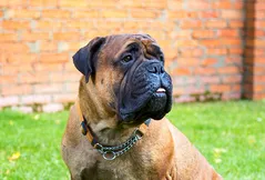 Bullmastiff