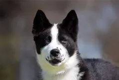 Karelian Bear Dog