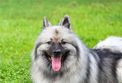 Keeshond