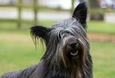 Skye Terrier