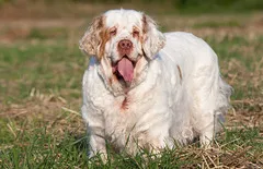 Clumber Spaniel