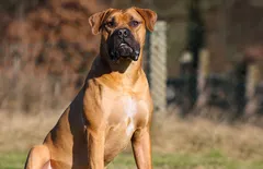 Boerboel