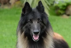 Belgian Tervuren