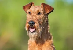 Irish Terrier