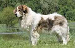 Pyrenean Mastiff