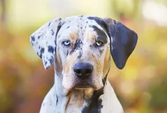 Catahoula Leopard Dog