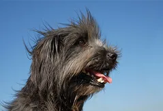 Pyrenean Shepherd