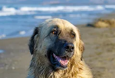 Estrela Mountain Dog