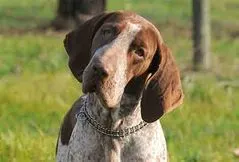 Bracco Italiano