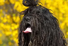 Bergamasco Sheepdog