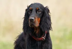 Gordon Setter