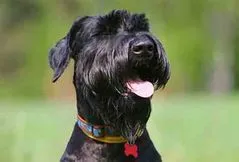 Giant Schnauzer