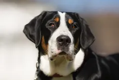 Greater Swiss Mountain Dog