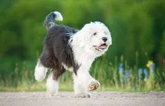 Old English Sheepdog