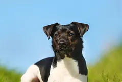 Danish-Swedish Farmdog