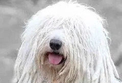 Komondor