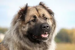 Caucasian Shepherd Dog