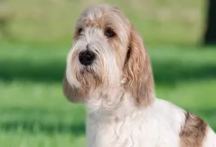 Grand Basset Griffon Vendéen