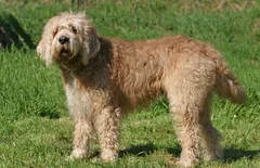 Otterhound