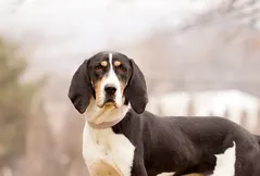 Treeing Walker Coonhound